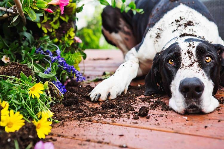 Will my pet ruin my urban garden?