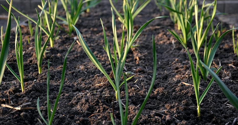 Guide To Growing Garlic