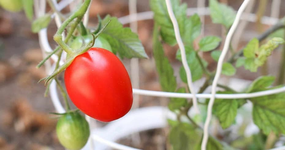 Best Tomato Cages