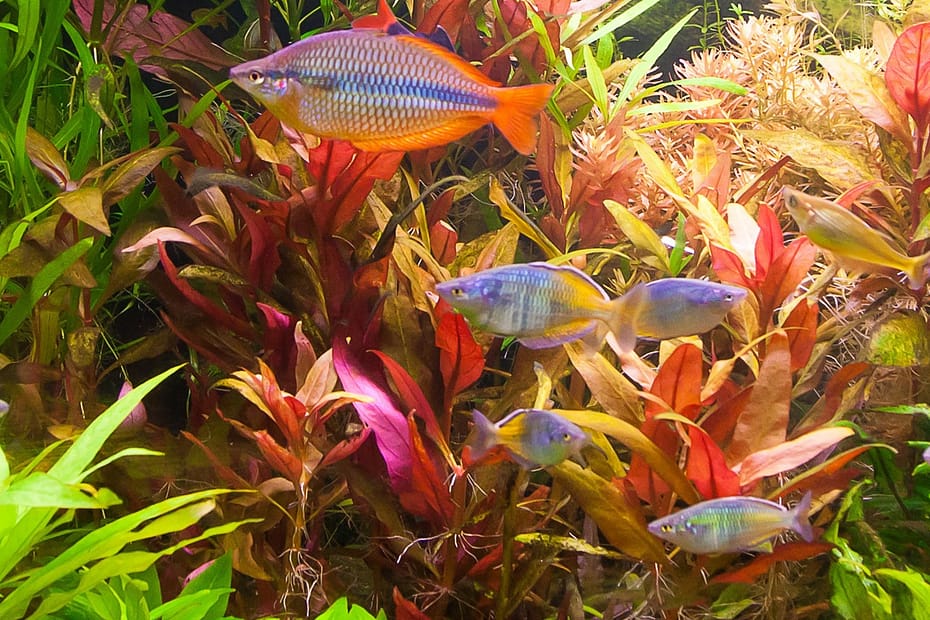 The Hottest Freshwater Aquarium Fish Trends