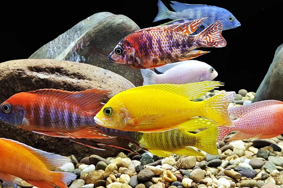 How to Choose the Right Freshwater Fish For Your Tank