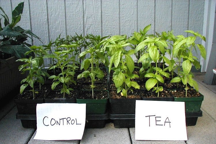 Is Compost Tea Better? 
