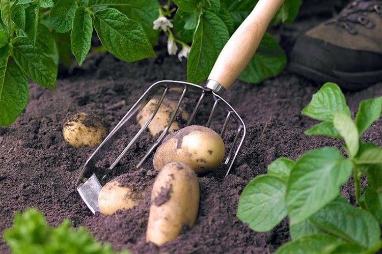 Potato harvesting scoop