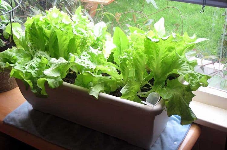 Why growing lettuce is good for you.