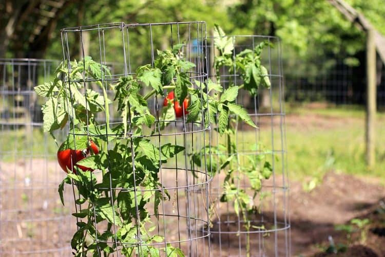 What Is A Tomato Cage?