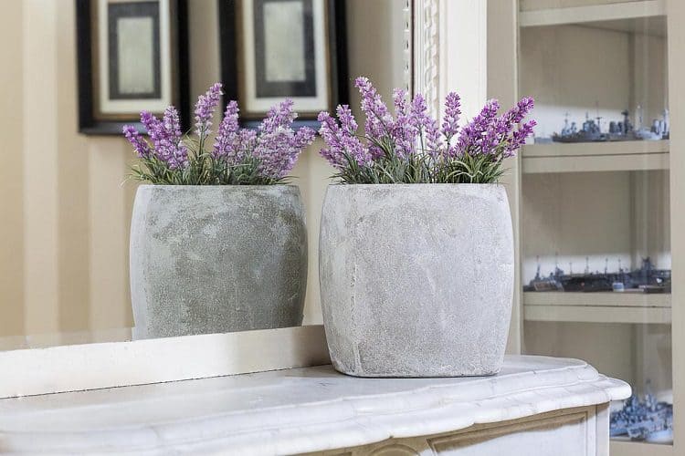 Why growing lavender indoors is a great choice