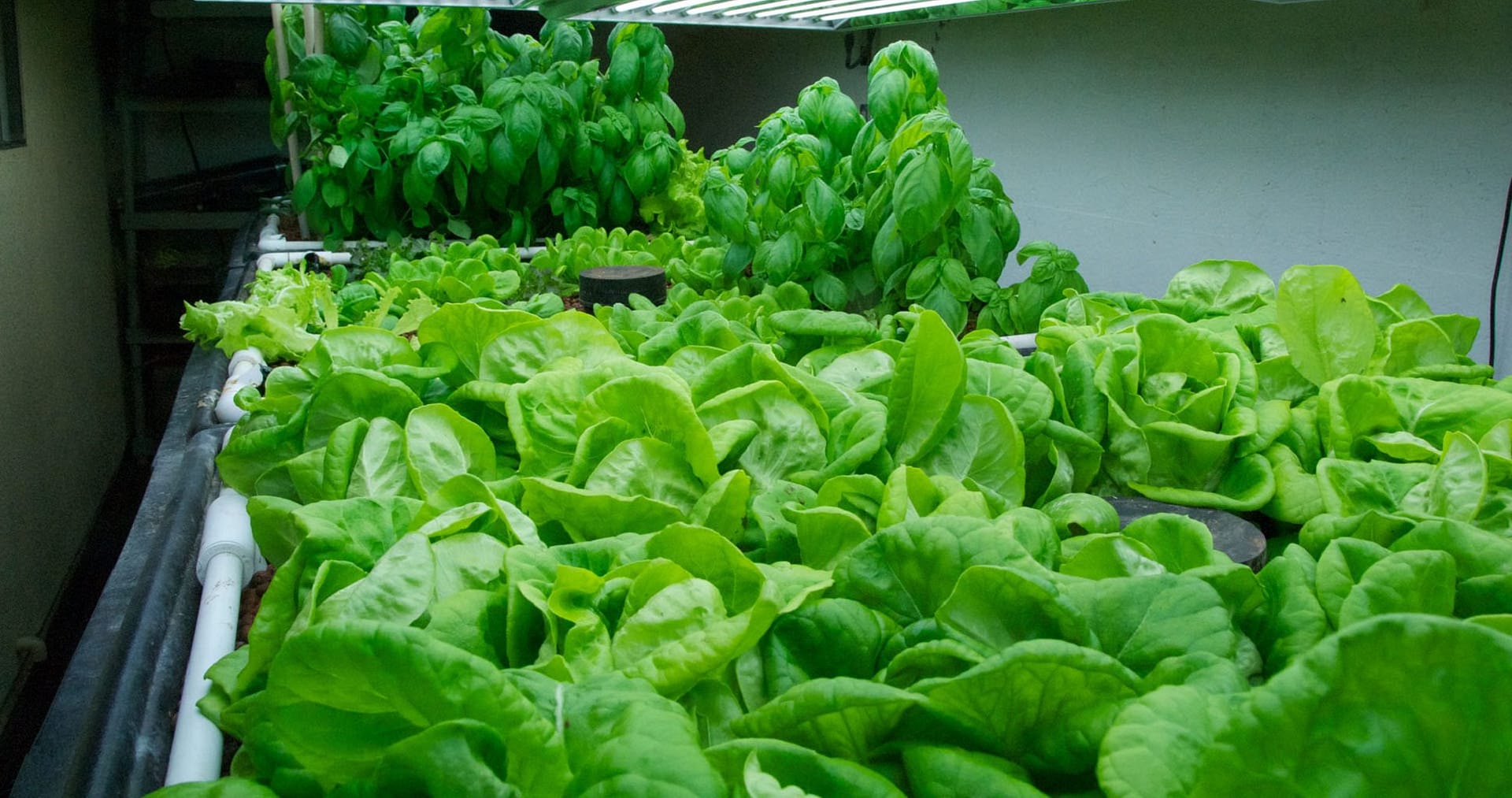 Guide To Growing Lettuce Indoors