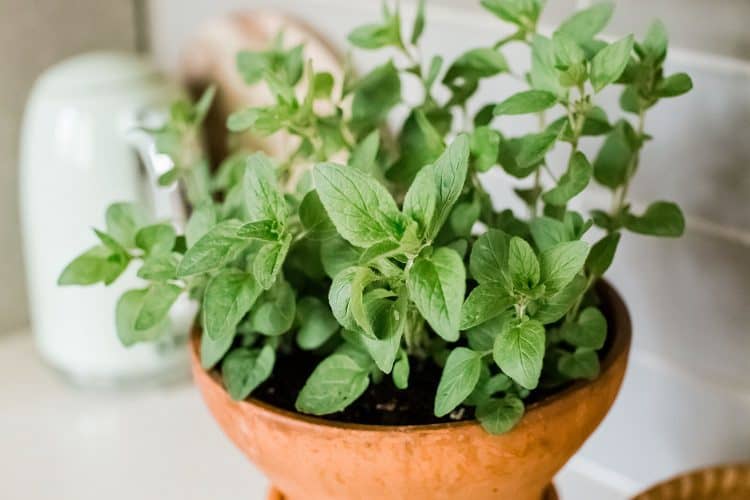 Why grow basil indoors?