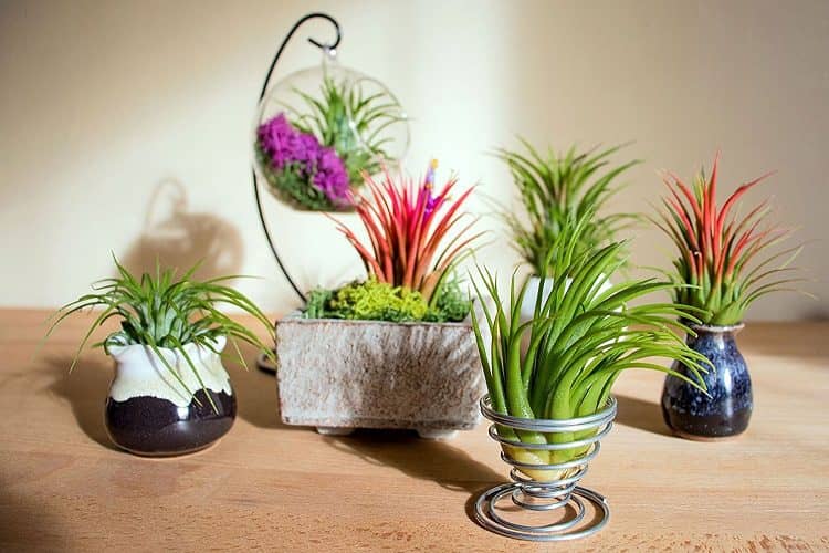 What Is An Air Plant?
