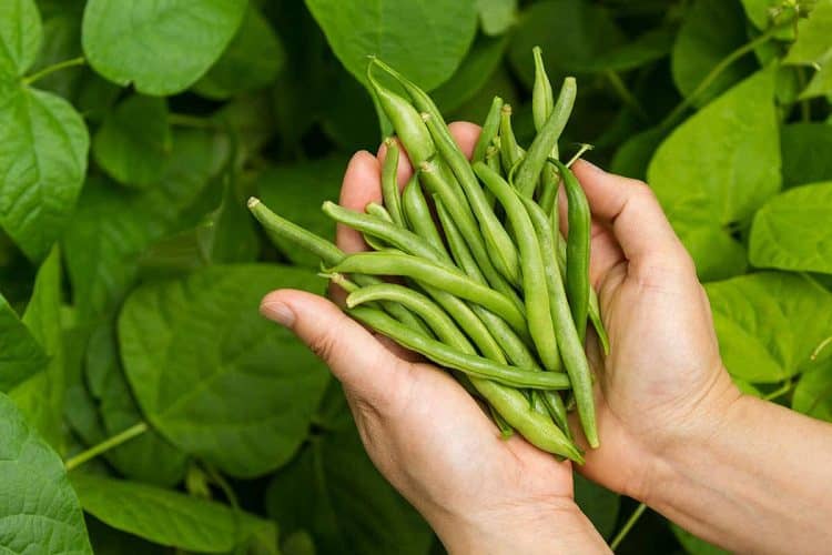 Why Growing Beans Benefits Your Health