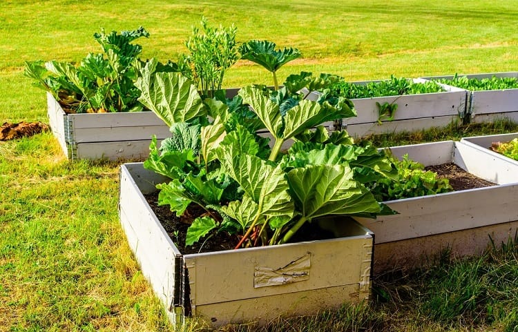 Container or raised bed?