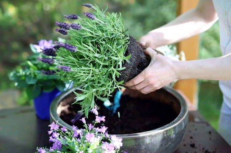 When to plant lavender indoors