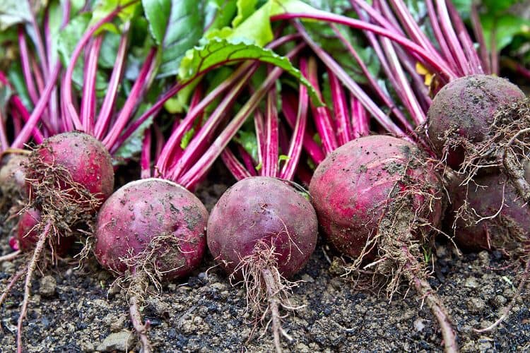 Why growing beets?