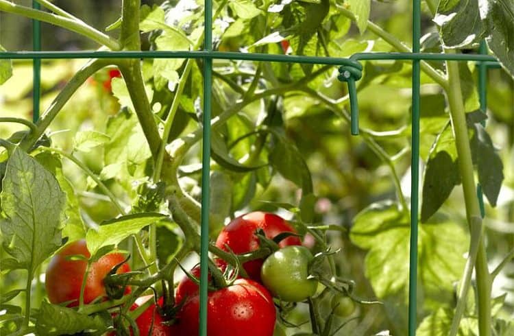 Why is it essential to use a tomato cage?