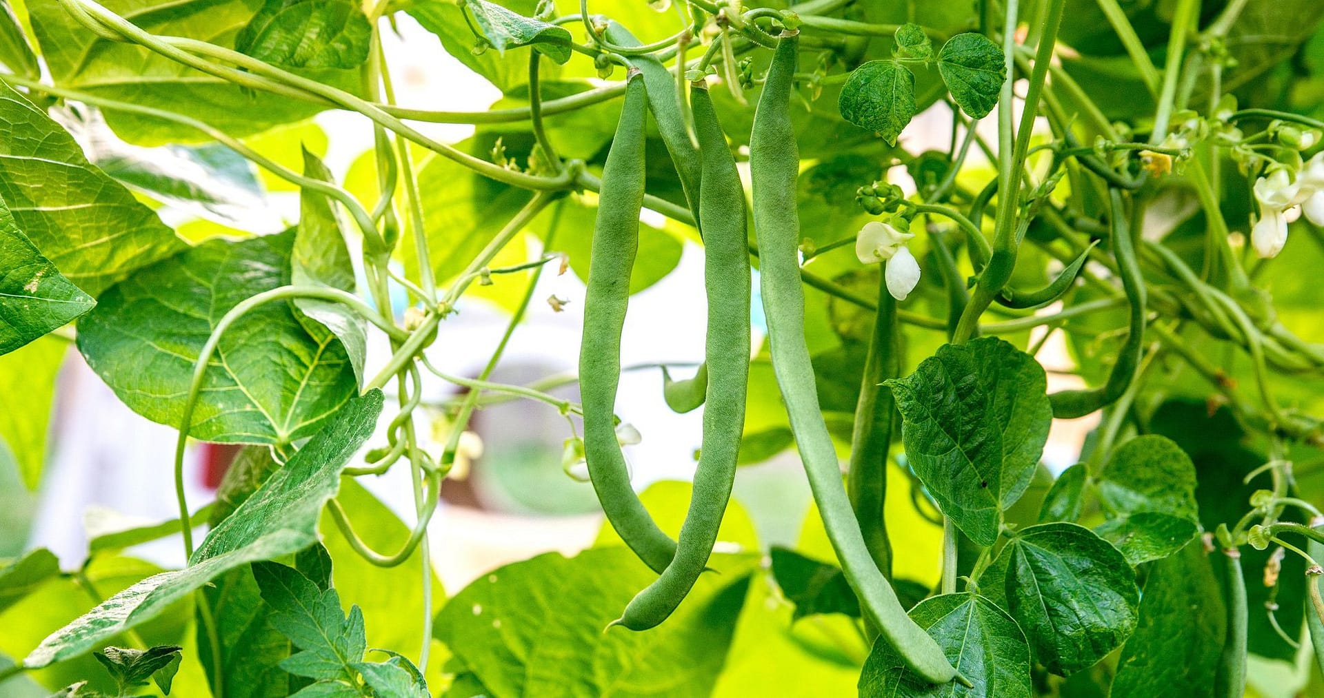 How To Grow Green Beans?
