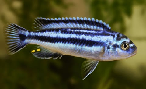 Amazing Freshwater Aquarium Fish Species