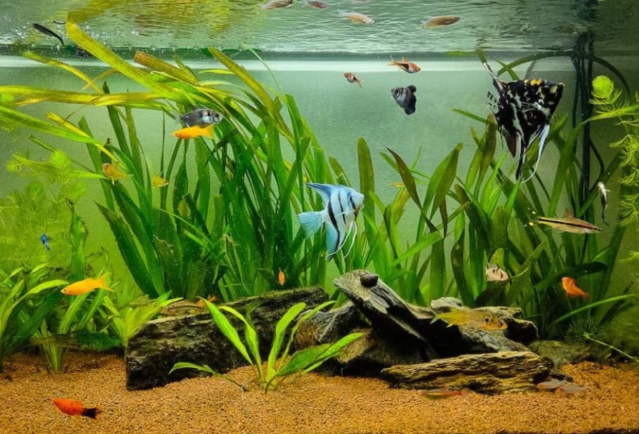 Freshwater fish Aquarium