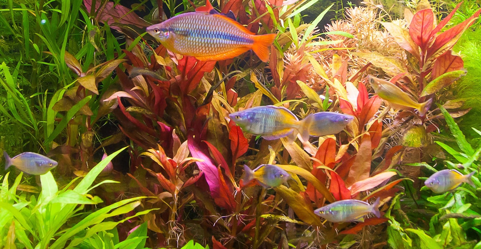 The Hottest Freshwater Aquarium Fish Trends