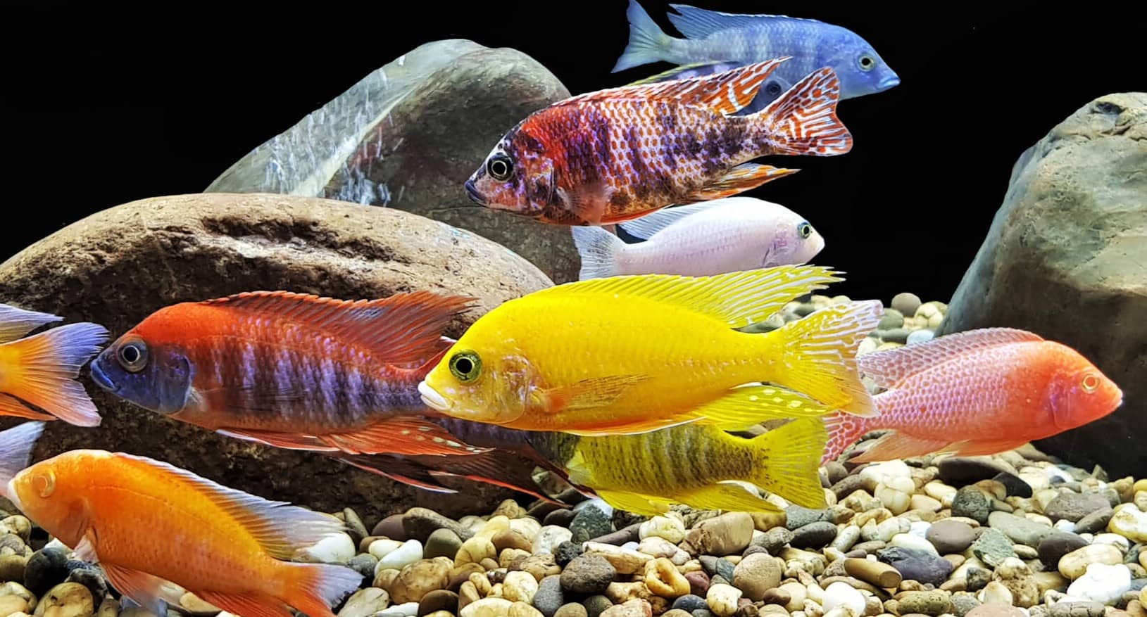 How to Choose the Right Freshwater Fish For Your Tank 