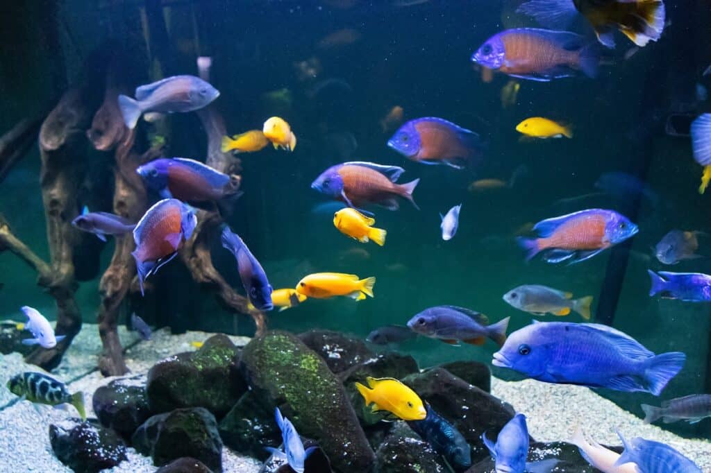 how to pick the right freshwater fish for your tank