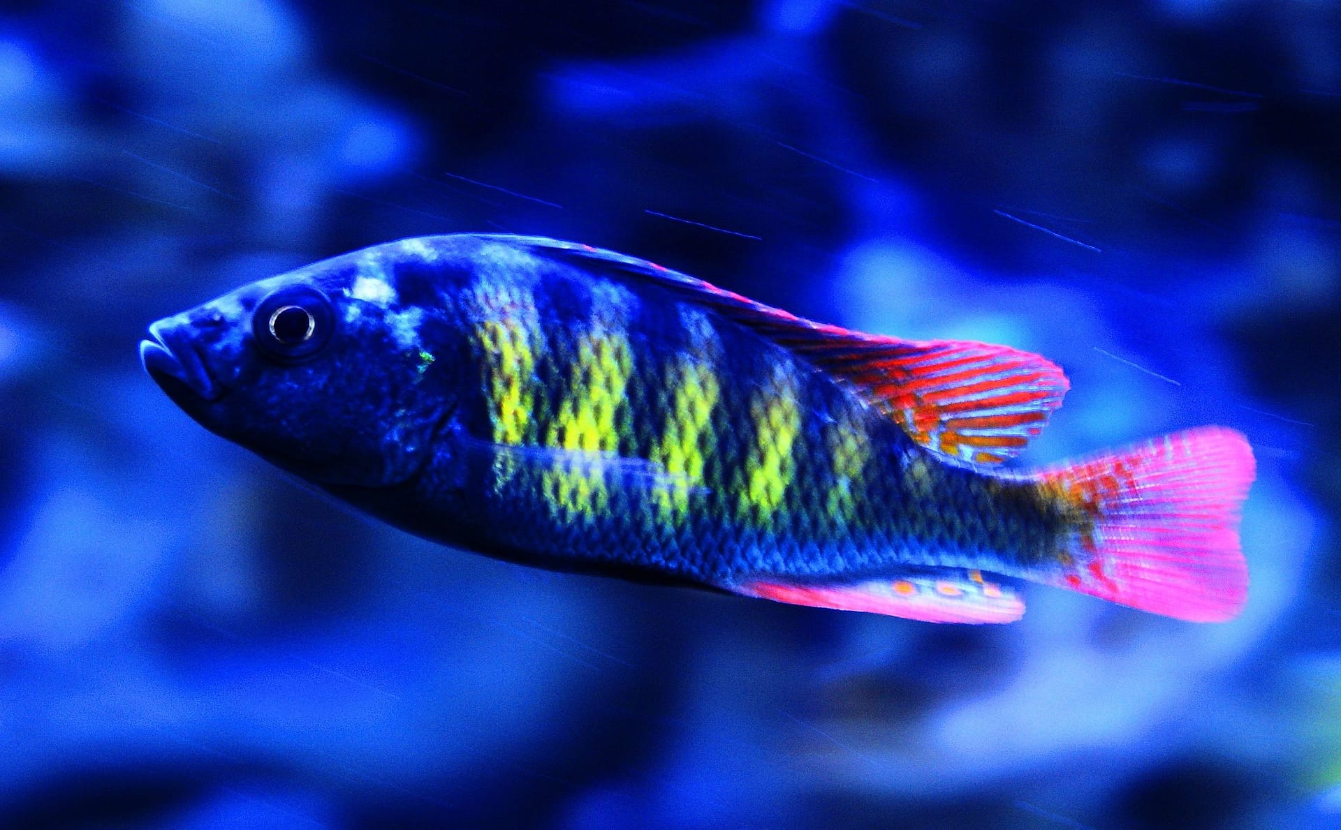 Amazing Freshwater Aquarium Fish Species to Discover