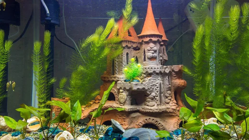 Fish For Home Aquarium