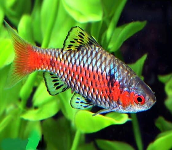 Barb Information: Types and Breeding