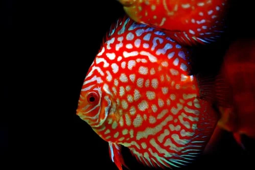10 Top Freshwater Aquarium Fish for Beginners