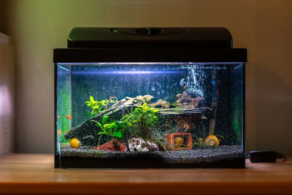 Freshwater Aquarium for your home