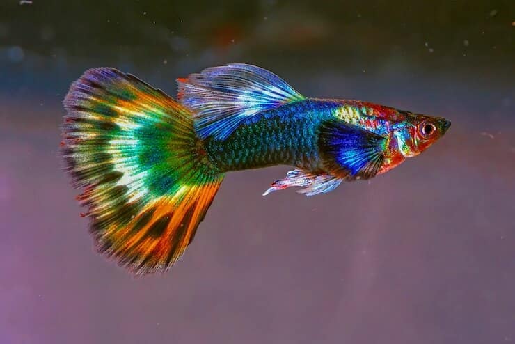 Top Ten Most Beautiful and Colorful Fish