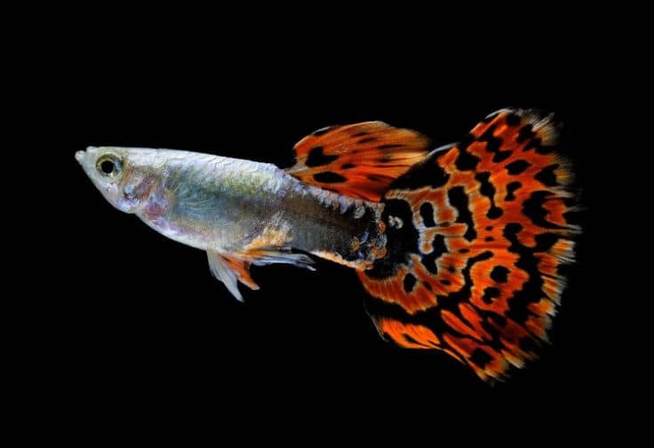 freshwater fish that are easiest to breed